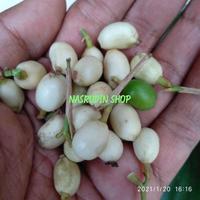 Gambar BUAH BEMBAN / BUAH BANGBAN / BUAH BAMBAN OBAT CUCI DARAH LANGSUNG dari JAVA CROUSE undefined 3 Tokopedia