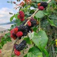 Gambar Bibit Tanaman Buah Murbei / Mulberry Jumbo (Berbuah) dari JayaFarm. undefined 4 Tokopedia