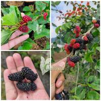 Gambar Bibit Tanaman Buah Murbei / Mulberry Jumbo (Berbuah) dari JayaFarm. undefined 3 Tokopedia
