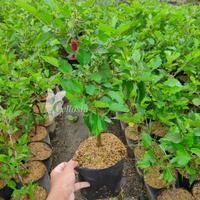 Gambar Bibit Tanaman Buah Murbei / Mulberry Jumbo (Berbuah) dari JayaFarm. undefined 5 Tokopedia