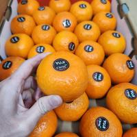 Gambar Jeruk Mandarin Wokam Wogan Ponkam Manis Import Fresh Segar - 1KG dari Organic Juicery - Bintaro undefined 2 Tokopedia