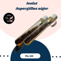 Gambar Unik Isolat Aspergillus niger Limited dari gibran178 undefined 1 Tokopedia