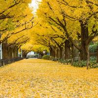 Gambar benih ginkgo biloba - biji bibit pohon ginko [termurah] dari MajuMakmur04 undefined 2 Tokopedia