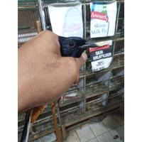 Gambar Dijual Burung Murai Batu MH Jantan Ekor Panjang Prospek Rawatan Murah dari windhya olshop undefined 5 Tokopedia