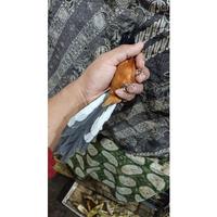 Gambar Dijual Burung Murai Batu MH Jantan Ekor Panjang Prospek Rawatan Murah dari windhya olshop undefined 3 Tokopedia
