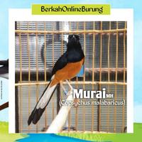 Gambar Dijual Burung Murai Batu MH Jantan Ekor Panjang Prospek Rawatan Murah dari windhya olshop undefined 1 Tokopedia