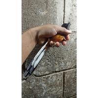 Gambar Dijual Burung Murai Batu MH Jantan Ekor Panjang Prospek Rawatan Murah dari windhya olshop undefined 2 Tokopedia