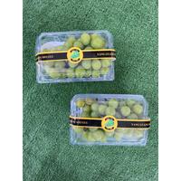 Gambar Unik Anggur Shine Muscat Green Seedless buy 1 get 1 Berkualitas dari hanin store-0 undefined 2 Tokopedia