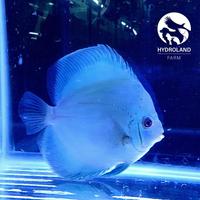 Gambar Hydroland Farm - Discus Blue Diamond / Bd / 2 Inch/ Aquarium / Ikan - 2,5 inch dari Ikan Laut Segar Muara Angke undefined 1 Tokopedia