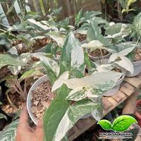 Gambar Tanaman hias syngonium variegata - Syngonium varigata dari PUNCAK TANAMAN undefined 2 Tokopedia