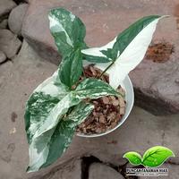 Gambar Tanaman hias syngonium variegata - Syngonium varigata dari PUNCAK TANAMAN undefined 1 Tokopedia