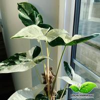 Gambar Tanaman hias syngonium variegata - Syngonium varigata dari PUNCAK TANAMAN undefined 4 Tokopedia