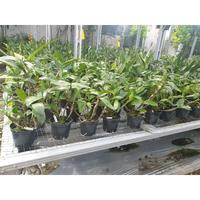 Gambar Dijual Anggrek dendrobium Farmeri Petaloid x Farmeri Pink Berkualitas dari laseras undefined 3 Tokopedia
