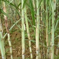 Gambar Bibit Tebu Varietas Unggul Situbondo 1 Kg Siap Tumbuh Organik Segar dari Herbal Maria undefined 1 Tokopedia