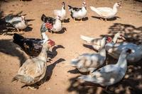 Gambar Oblok Entok Khas Betawi Siap Santap Utuh 1 Ekor Fresh Masakan Baru dari Halal Seller undefined 5 Tokopedia