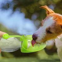 Gambar Redy 650Ml Sport Portable Leaf Pet Dog Water Bottle Expandable ! dari Jirsa Store undefined 1 Tokopedia