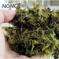 Gambar Terlaris! Forest Moss 1 Grm Alas Kandang Bedding Hewan Reptile Nomoy dari ZAWA HOBY undefined 2 Tokopedia