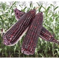 Gambar Bibit Benih Jagung Ketan Pulut Jantan F1 Ungu Ketan hitam Segar Cap dari AsihSetyaningrum undefined 2 Tokopedia