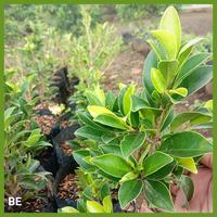 Gambar termurah - bahan bonsai beringin elegan hasil cangkok bo ritwwu 3212ge dari Abdulka undefined 2 Tokopedia