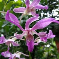 Gambar anggrek dendrobium superbien roybro 6208ev dari Sheraldo undefined 3 Tokopedia