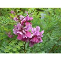 Gambar benih bibit daun bunga indigofera (pohon nila) ninufarm ladbli 3933hs dari Vecinoz undefined 4 Tokopedia