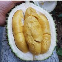 Gambar bibit durian viral /durian musang king bisa berbuah dala kellra 7319bs dari Yaroslav Part undefined 1 Tokopedia