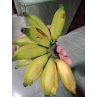 Gambar 100%legit !!!, jual bibit pisang berlin, jual bibit pisa yotpdi 8385pe dari Valentiina undefined 5 Tokopedia