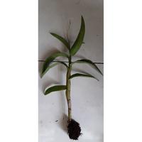 Gambar anggrek dendrobium superbien roybro 6208ev dari Sheraldo undefined 2 Tokopedia