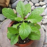 Gambar tanaman herbal daun dewa / samsit / gynura divaricata buwdpi 9797kc dari Bresciaz undefined 4 Tokopedia