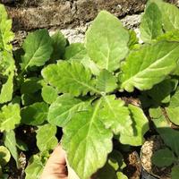 Gambar tanaman herbal daun dewa / samsit / gynura divaricata buwdpi 9797kc dari Bresciaz undefined 2 Tokopedia