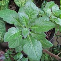 Gambar tanaman herbal daun dewa / samsit / gynura divaricata buwdpi 9797kc dari Bresciaz undefined 1 Tokopedia