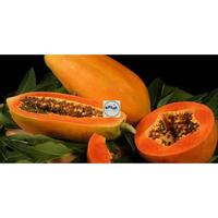 Gambar benih pepaya california asli ipb isi 150 terbaru lirdre 7685st dari Galabinov undefined 2 Tokopedia