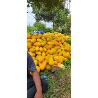 Gambar benih buah timun suri syakira f1 kuning isi 10 gram bias gebrbu 3265gp dari Sebast undefined 3 Tokopedia
