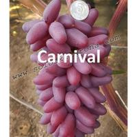 Gambar bibit anggur import carnival (crv) (hasil grafting) cepa rutsta 5837ak dari FimaRia undefined 2 Tokopedia