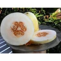 Gambar benih buah timun suri syakira f1 isi 10 gram isi (600-90 dipswi 1018lo dari Sebast undefined 3 Tokopedia