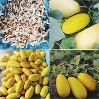 Gambar benih buah timun suri syakira f1 isi 10 gram isi (600-90 dipswi 1018lo dari Sebast undefined 5 Tokopedia