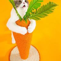Gambar Funny Cat Grinding Claw Post Pet Supplies Cat Scratcher Cat Tree . dari jubilee star undefined 5 Tokopedia