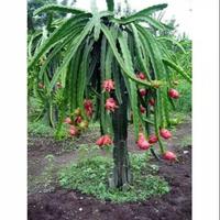 Gambar Kedai 20 Benih Biji Buah Naga Merah Red Pitaya Blooming Cereus Thang dari Mulya Tanii undefined 2 Tokopedia