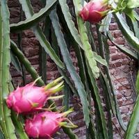 Gambar Kedai 20 Benih Biji Buah Naga Merah Red Pitaya Blooming Cereus Thang dari Mulya Tanii undefined 3 Tokopedia