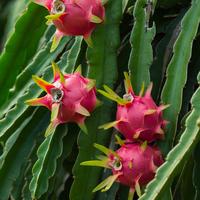 Gambar Kedai 20 Benih Biji Buah Naga Merah Red Pitaya Blooming Cereus Thang dari Mulya Tanii undefined 5 Tokopedia