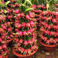 Gambar Kedai 20 Benih Biji Buah Naga Merah Red Pitaya Blooming Cereus Thang dari Mulya Tanii undefined 1 Tokopedia