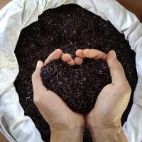 Gambar 1 Kg BERAS KETAN HITAM SUPER dari SANG PERINTIS 22 undefined 1 Tokopedia