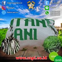 Gambar Sale BINTANG TANI - Bibit Rumput Odot Premium Diskon dari Turoe undefined 1 Tokopedia