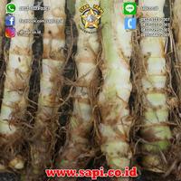 Gambar Sale BINTANG TANI - Bibit Rumput Odot Premium Diskon dari Turoe undefined 5 Tokopedia
