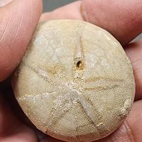 Gambar Rare | Fossilized West Javan Sea Urchin Echinoidea Natural | Batu Fosil Bulu Babi Fossil Specimen  #FOTIM05 dari NeptuniumCrystals undefined 5 Tokopedia