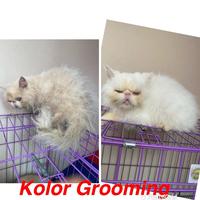 Gambar Miezekatze Whitening Shampo 500Ml *Bonus Snack* New dari fuzanaofficial undefined 3 Tokopedia