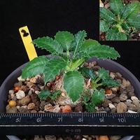 Gambar Dorstenia Horwoodi Hybrid, Sukulen Koleksi Ok dari Tripht Shop undefined 2 Tokopedia