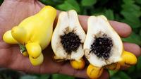 Gambar Benih Biji Terong Susu Benih Unggul - Solanum Mammosum dari Benih Kebun Kita undefined 4 Tokopedia