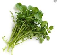 Gambar [SERBADUARIBU]BENIH/BIBIT/BIJI/SEED SELADA AIR | WATERCRESS dari Benih Kebun Kita undefined 5 Tokopedia