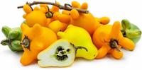 Gambar Benih Biji Terong Susu Benih Unggul - Solanum Mammosum dari Benih Kebun Kita undefined 5 Tokopedia